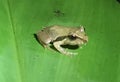 Frog Resting on a Tropical Forest Leaf Royalty Free Stock Photo