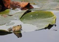 Frog resting on waterlilies - Broscuta pe nuferi