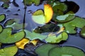 Frog restiong on a lotus flower