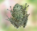 Frog Theloderma corticale Royalty Free Stock Photo