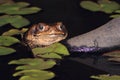 Frog Rhinella diptycha in the pond at night Royalty Free Stock Photo