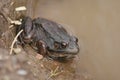 Frog Royalty Free Stock Photo