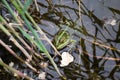 Frog in the river hanted Royalty Free Stock Photo