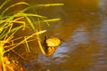 Frog in river water