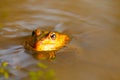 Frog in river water Royalty Free Stock Photo