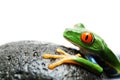 Frog on rock Royalty Free Stock Photo