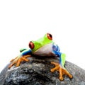 Frog on rock Royalty Free Stock Photo