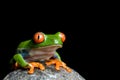 Frog on a rock Royalty Free Stock Photo