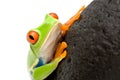 Frog on a rock Royalty Free Stock Photo