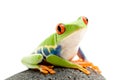 Frog on a rock Royalty Free Stock Photo