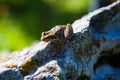 Frog on rock Royalty Free Stock Photo