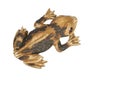 Frog rock decoration Royalty Free Stock Photo