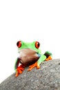 Frog on a rock isolated Royalty Free Stock Photo