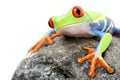 Frog on a rock isolated Royalty Free Stock Photo