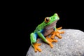 Frog on a rock isolated Royalty Free Stock Photo