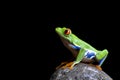 Frog on rock isolated black Royalty Free Stock Photo