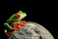 Frog on a rock isolated black Royalty Free Stock Photo