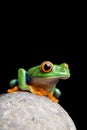 Frog on rock isolated black Royalty Free Stock Photo