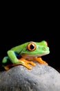 Frog on a rock isolated black Royalty Free Stock Photo