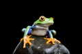 Frog on a rock isolated black Royalty Free Stock Photo