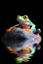 Frog on a rock isolated black Royalty Free Stock Photo