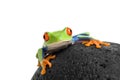 Frog on a rock isolated white Royalty Free Stock Photo