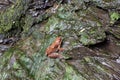 Orange frog sitting on the rocks green Royalty Free Stock Photo