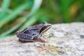 Frog on rock Royalty Free Stock Photo