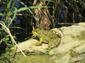 Frog on a rock