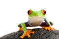 Frog on the rocks Royalty Free Stock Photo