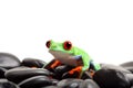 Frog on rocks isolated Royalty Free Stock Photo