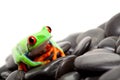 Frog on the rocks isolated Royalty Free Stock Photo