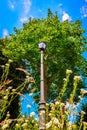 A frog`s eye view through flowers onto an old gas lantern in front of a tree Royalty Free Stock Photo