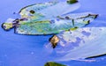 A frog`s head on green lotus leaf in a nature water Royalty Free Stock Photo