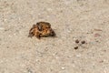 Frog in the sand. The European toad (Coccinellus coccinellus) Royalty Free Stock Photo