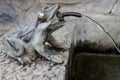 Frog sculpture fountain with a concrete base Royalty Free Stock Photo