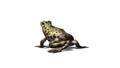 Frog seated - view from back Royalty Free Stock Photo