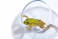 Frog with bright colors trying to escape from a fish bowl isolated on a white background