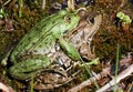 Frog sex Royalty Free Stock Photo