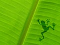 Frog shadow on the banana leaf Royalty Free Stock Photo
