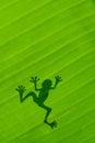 Frog shadow on the banana leaf