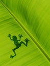 Frog shadow on the banana leaf. background texture of banana lea Royalty Free Stock Photo
