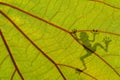 Frog shadow on the green leaf Royalty Free Stock Photo