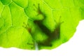 Frog shadow on the leaf