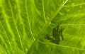 Frog shadow on the leaf Royalty Free Stock Photo