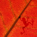 Frog shadow on the red leaf