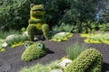 Frog shaped bushed in green landscaped gardens Royalty Free Stock Photo