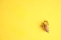 Frog shaped fishing bait on a yellow background Royalty Free Stock Photo