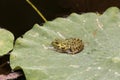 The frog on a sheet of water lilies Royalty Free Stock Photo