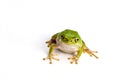 Frog, Royalty Free Stock Photo
